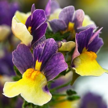 Nemesia Escential™ 'Blueberry Custard' (175968)