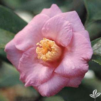 Camellia japonica 'Isaribi' 