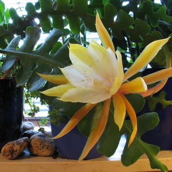 Epiphyllum anguliger