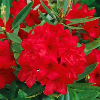 Rhododendron catawbiense 'Vulcan's Flame' 