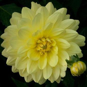 Dahlia 'Moon Lady' (177848)