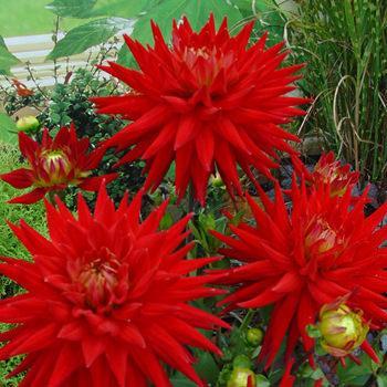 Dahlia 'Karma Corona Red' (177860)