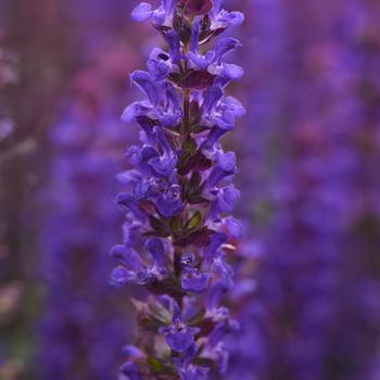 Salvia nemorosa 'Salvatore Blue' (177941)