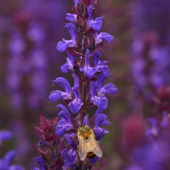 Salvia nemorosa 'Salvatore Blue' (177944)