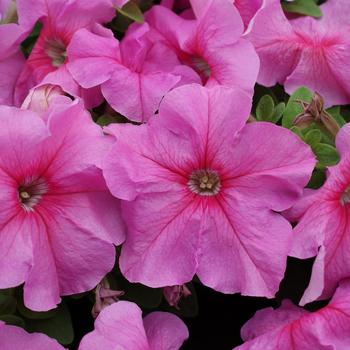 Petunia grandiflora 'Limbo Pink' (179390)