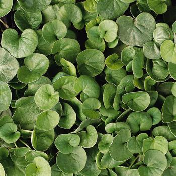 Dichondra repens 'Emerald falls' (179794)