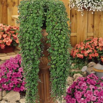 Dichondra repens 'Emerald falls' (179796)