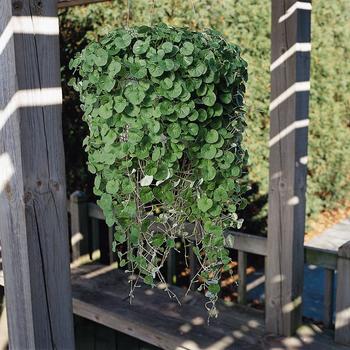 Dichondra repens 'Emerald falls' (179797)