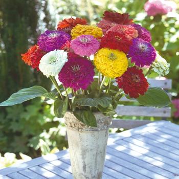 Zinnia elegans Benary's Giant 'Mix' (179839)