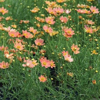 Coreopsis verticillata 'Créme Caramel' (180640)