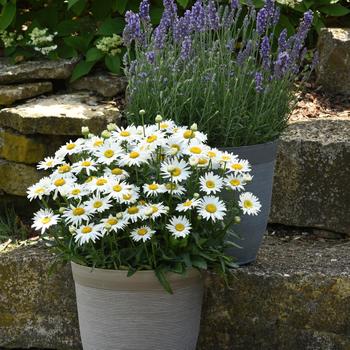 Leucanthemum x superbum 'Madonna' (181517)