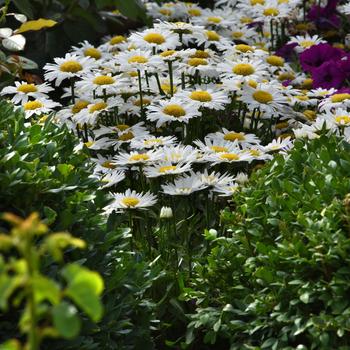 Leucanthemum x superbum 'Madonna' (181519)