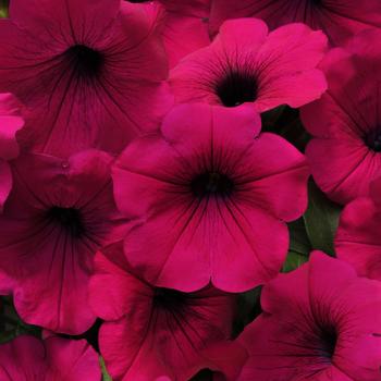 Petunia Wave® 'Purple Improved' (181742)