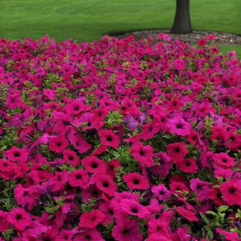 Petunia Wave® 'Purple Improved' (181743)