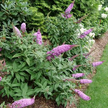 Buddleia Pugster Pinker® 'Pugster Pinker®' (181943)