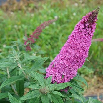 Buddleia Pugster Pinker® 'Pugster Pinker®' (181945)