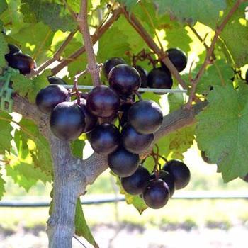 Vitis rotundifolia 'Alachua' 