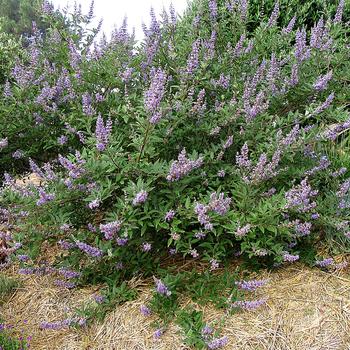 Vitex 'Summertime Blues®' (182535)