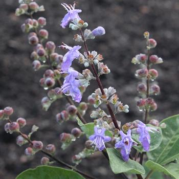 Vitex 'Summertime Blues®' (182537)