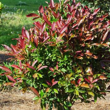 Viburnum odoratissimum 'Coppertop™' (182541)