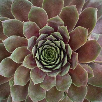 Sempervivum Supersemp® 'Ruby' (182701)