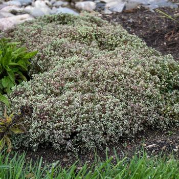 Sedum cauticola 'Steel The Show' (182704)