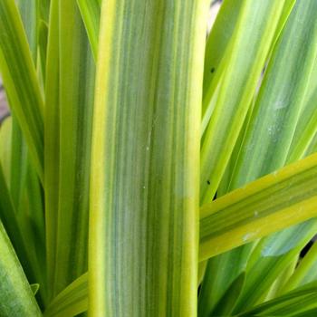 Agapanthus africanus 'Neverland' (182988)