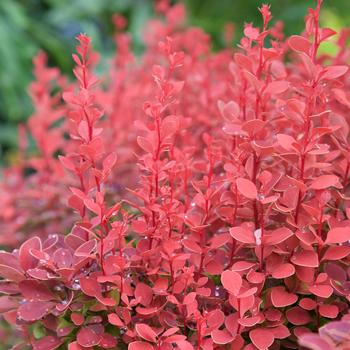 Berberis thunbergii 'Orange Rocket' (183006)