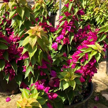 Bougainvillea Tiki™ 'Dragon Fruit Punch' (183015)