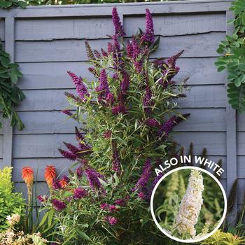 Buddleia Butterfly Towers™ 'Magenta' (183021)