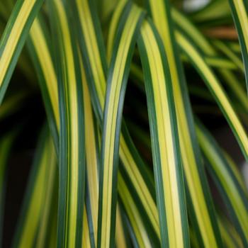 Carex oshimensis EverColor® 'Eversheen' (183462)