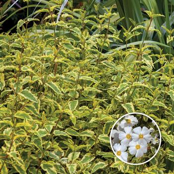 Cistus corbariensis 'Little Miss Sunshine' (183473)