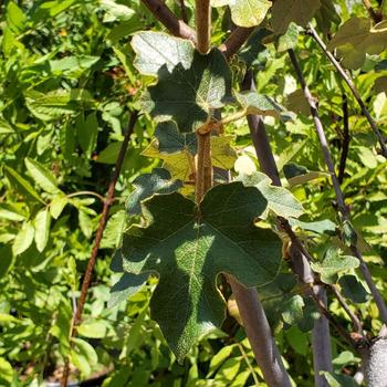 Fremontodendron 'California Glory' 