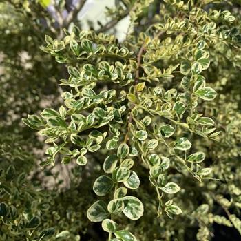 Azara microphylla 'Variegata' 