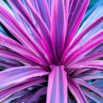 Cordyline australis 'Charlie Boy' (183602)