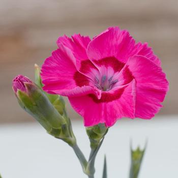 Dianthus allwoodii American Pie® 'Bumbleberry Pie' (183653)