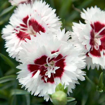 Dianthus Scent First® 'Coconut Surprise' (183654)