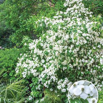 Cornus angustata 'Empress of China®' (183675)