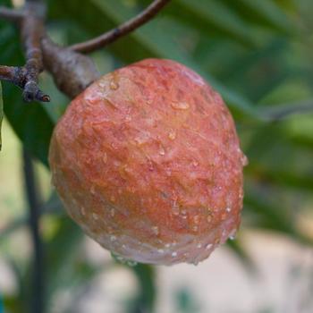 Annona reticulata