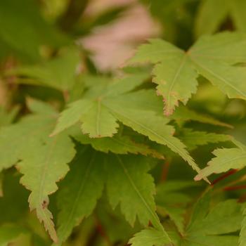 Acer palmatum 'Sango kaku' (183794)