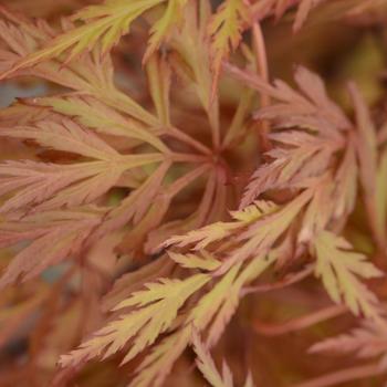 Acer palmatum var. dissectum 'Orangeola' (183799)