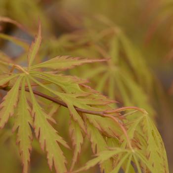 Acer palmatum var. dissectum 'Waterfall' (183801)