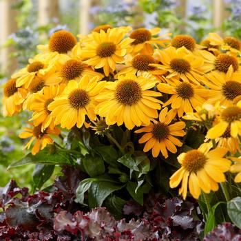 Echinacea 'Tweety' (184135)