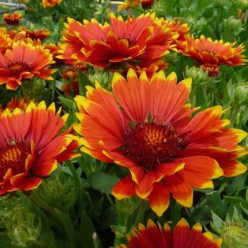 Gaillardia Realflor® Compact 'Sunset Flash' (184148)