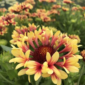 Gaillardia Realflor® 'Fanfare Showtime' (184149)