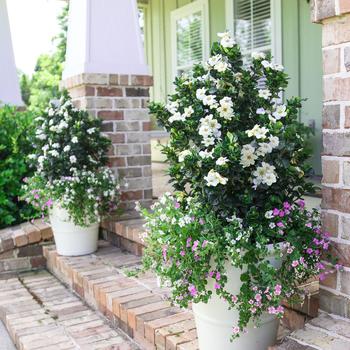 Gardenia 'Diamond Spire®' (184151)