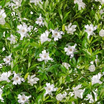 Gardenia 'Fool Proof™' (184157)