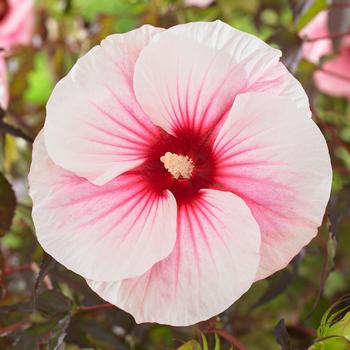 Hibiscus moscheutos Carousel™ 'Pink Candy' (184237)