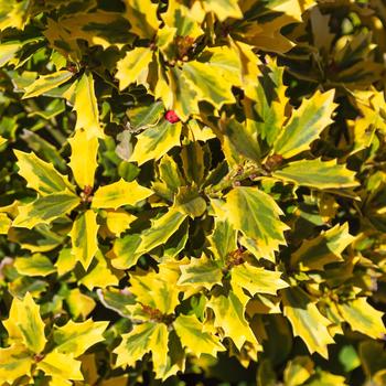 Ilex 'Golden Oakland®' (184257)