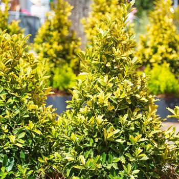 Ilex 'Golden Oakland®' (184259)